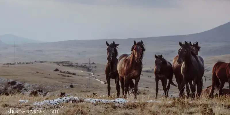 Why Do Wild Horses Not Need Shoes